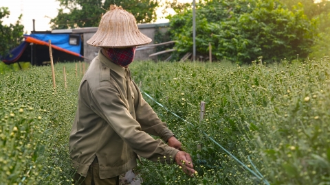 Ép cúc họa mi nở sớm, nông dân tăng gấp đôi lợi nhuận