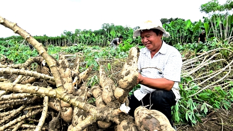 Những giống sắn kháng khảm lá có hàm lượng tinh bột cao