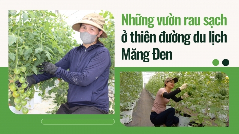 Những vườn rau sạch ở thiên đường du lịch Măng Đen