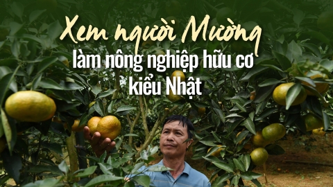 Xem người Mường làm nông nghiệp hữu cơ kiểu Nhật