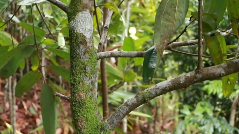 Cultivating cinnamon for biodiversity increases productivity and income