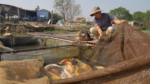 Nuôi loài cá đắt đỏ nhất thế giới trên sông Hồng