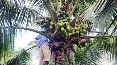 Phu Yen to develop concentrated coconut production areas