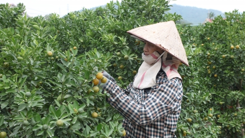 Nông dân Bình Khê trồng hoa Tết, nâng cao giá trị diện tích canh tác