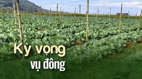 Màu xanh phủ trên cánh đồng bùn đá