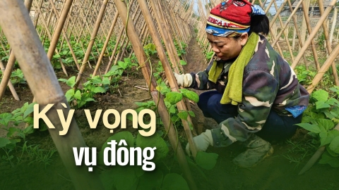 Vùng rau Tuy Lộc hồi sinh sau đại hồng thủy