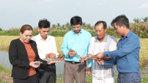 Huyện Trần Văn Thời có hơn 2.800ha lúa - tôm thích ứng biến đổi khí hậu