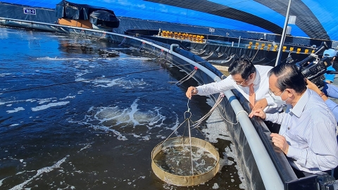 Đã đến lúc nghĩ về phục hồi môi trường nuôi tôm, cá