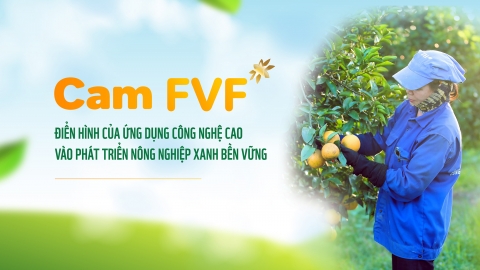 Cam FVF - Điển hình ứng dụng công nghệ cao vào phát triển nông nghiệp xanh