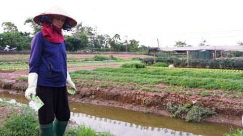 Những cánh đồng rau 'không' bao bì, vỏ thuốc bảo vệ thực vật