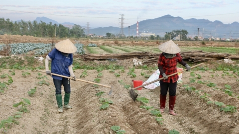 Kỳ vọng bứt phá từ sản xuất vụ đông