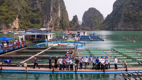 Quảng Ninh tập trung khôi phục và phát triển sản xuất nông nghiệp