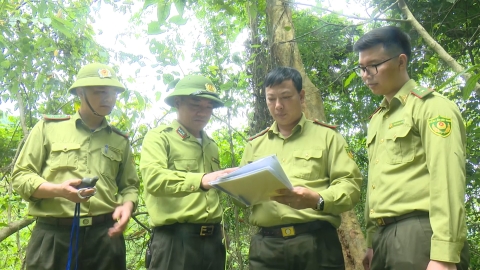 Phối hợp đa lực lượng trong công tác bảo vệ rừng tại Hà Nội