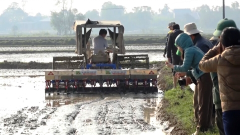 Sản xuất lúa theo hướng hữu cơ kết hợp sạ cụm, bón vùi phân