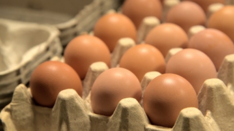 U.S. egg industry sees record chicken deaths from bird flu outbreak