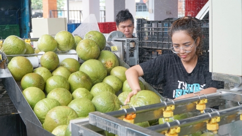 Bưởi da xanh Hắc Dịch hút khách mùa Tết