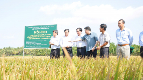 1 triệu ha lúa chất lượng cao: Trà Vinh dẫn đầu mức giảm phát thải khí nhà kính