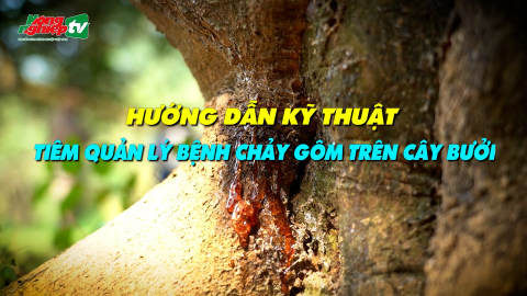 Kỹ thuật tiêm quản lý bệnh chảy gôm trên cây bưởi