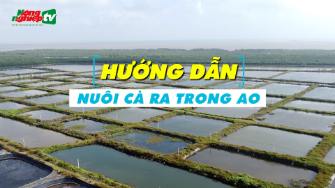 Hướng dẫn nuôi cà ra trong ao