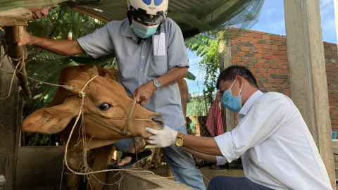 Vĩnh Long mua gần 5 triệu liều vacxin tiêm phòng cho vật nuôi