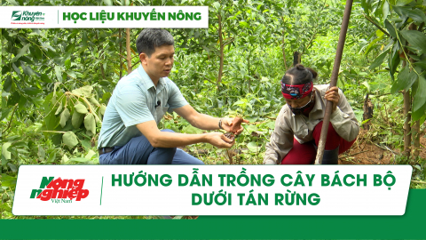 Hướng dẫn trồng cây bách bộ dưới tán rừng