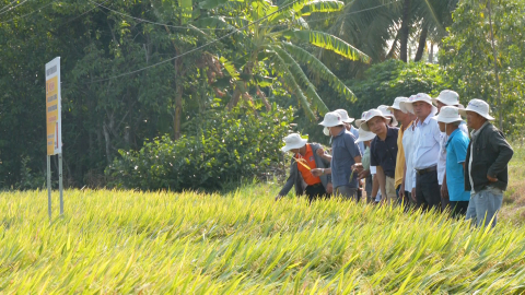 Nông dân có lợi nhuận ổn định nhờ liên kết sản xuất lúa an toàn