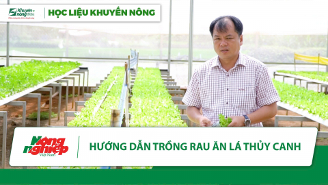 Hướng dẫn trồng rau ăn lá thủy canh