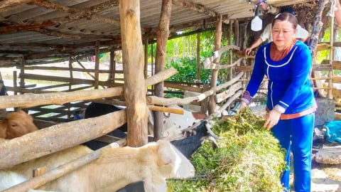 Nuôi dê bán giống, lấy thịt, mỗi năm thu lãi hơn 80 triệu đồng