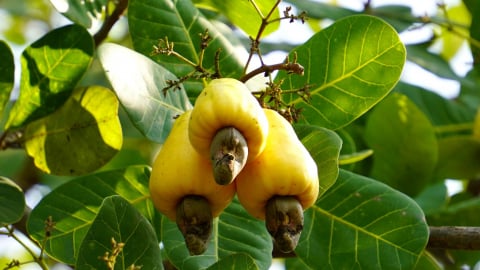 Be confident in the raw cashew output of Vietnam and Cambodia