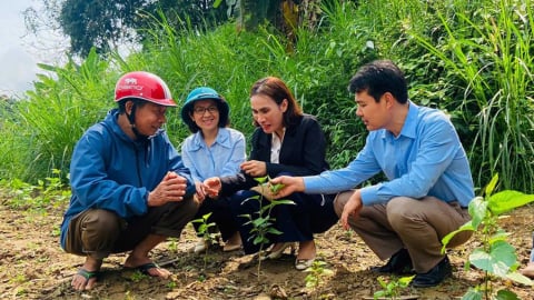 Lào Cai: Phát triển bền vững ngành trồng dâu nuôi tằm