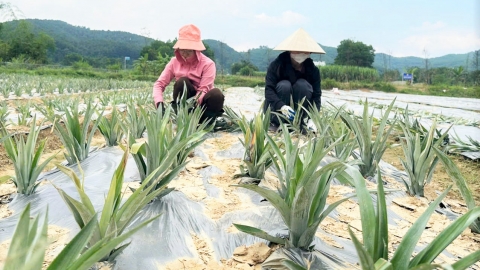 Những đồi dứa hi vọng