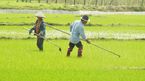 Rét buốt, nông dân vẫn xuống đồng chăm sóc lúa xuân