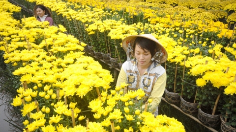 Nông dân lãi 2.000 đồng một cây hoa cúc Tiger dịp tết Đoan Ngọ