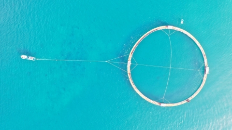 Nguyễn Bá Ngọc hạ thủy lồng HDPE nuôi mực và ốc hương lớn nhất thế giới