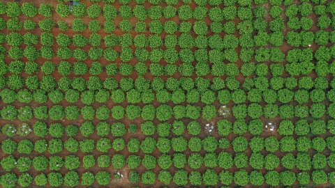 Bạt ngàn na trên cao nguyên Sơn La