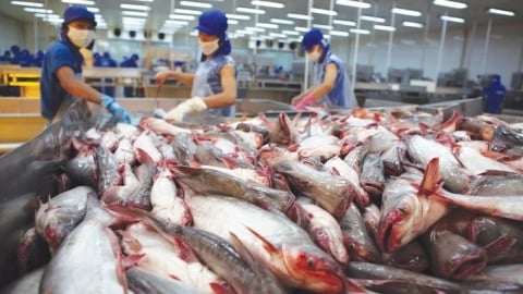 Truyền thông chủ động cho cá tra Việt Nam