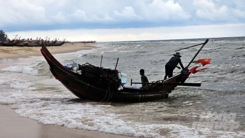 'Kỹ nghệ' bẫy mực lá