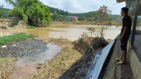 Chăn nuôi tan tác sau bão lũ: [Bài 3] Lũ đi qua nợ nần ở lại