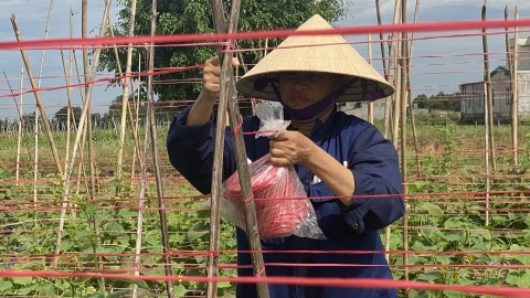 Nông dân Hà Tĩnh đội mưa túc trực cứu rau màu