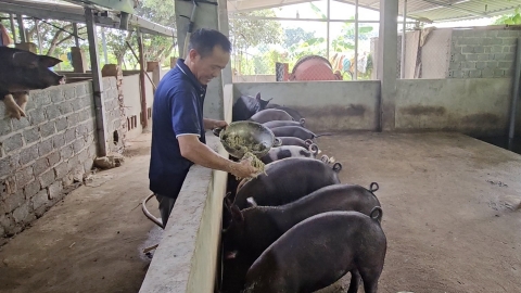 Ngăn nguy cơ bùng phát dịch bệnh để tái đàn an toàn