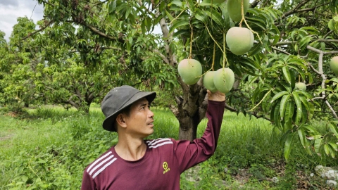 'Bí kíp' trồng xoài giảm chi phí, tăng năng suất, chất lượng