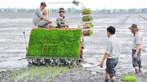 Xuống giống hàng ngàn ha lúa thu đông ngoài kế hoạch