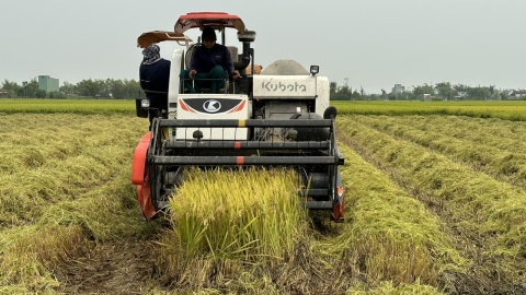 Diện tích sản xuất lúa giảm nhưng sản lượng tăng vượt bậc