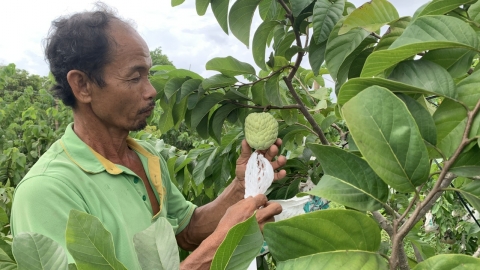 Người tiên phong trồng na Thái trên đất giồng cát