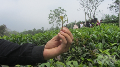 Lợi thế sinh thái giúp chè Thái Nguyên ngon nhất nước