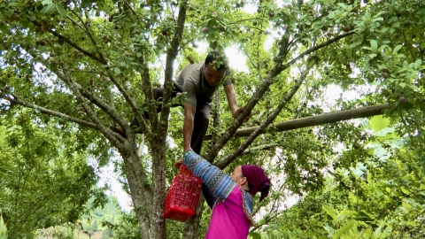 Nông nghiệp dẫn lối, tương lai rộng mở trên vùng đất Si Ma Cai