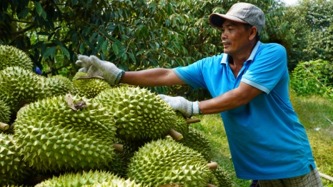 Xuất khẩu trái cây sang Trung Quốc: 'Hãy nhìn xa hơn là tính chuyện lỗ, lãi trước mắt'