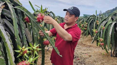 Trang trại thanh long 46ha xuất sang nhiều thị trường khó tính