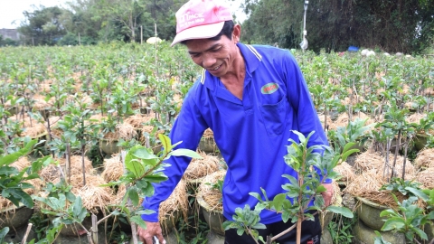 Thương lái đổ về An Nhơn mua cả vườn mai chưa tỉa lá, dọn cành