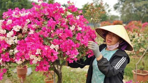 Gượng dậy sau bão số 3, làng hoa giấy Phù Đổng hối hả vào vụ tết